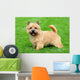Typical Norwich Terrier Green