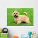 Typical Norwich Terrier Green