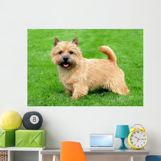 Typical Norwich Terrier Green