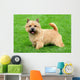 Typical Norwich Terrier Green