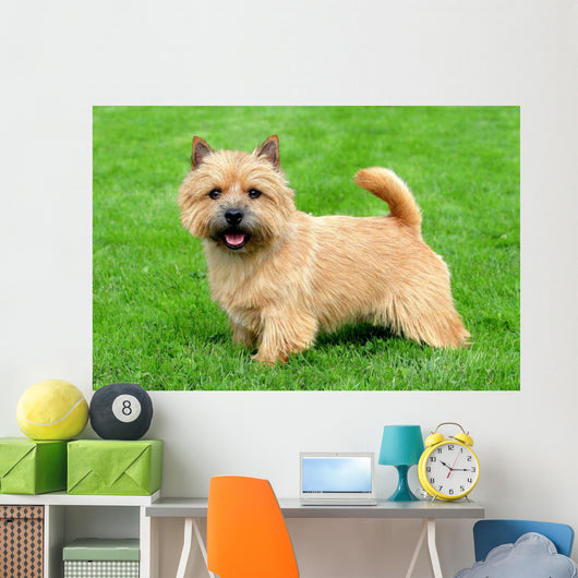 Typical Norwich Terrier Green