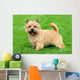 Typical Norwich Terrier Green