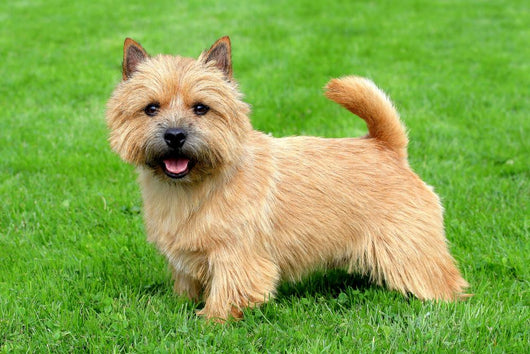 Typical Norwich Terrier Green