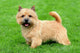 Typical Norwich Terrier Green