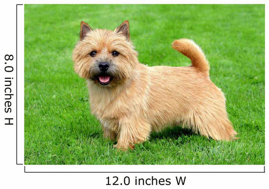 Typical Norwich Terrier Green