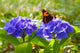  Purple Hortensia flowers and butterfly. Wall Mural