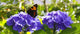  Purple Hortensia flowers and butterfly. Wall Mural