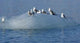 Kittwake Birds Diving and Wall Decal