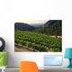 Grapes Growing Cote Du Wall Decal Design 1