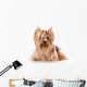 Yorkshire Terrier Yorkie Wall Decal
