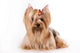 Yorkshire Terrier Yorkie Wall Decal