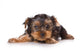 Yorkshire Terrier Yorkie Puppy Wall Decal