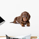 Dachshund on white background Wall Decal