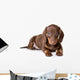 Dachshund on white background Wall Decal