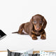 Dachshund on white background Wall Decal