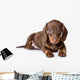 Dachshund on white background Wall Decal