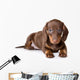 Dachshund on white background Wall Decal