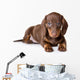 Dachshund on white background Wall Decal
