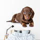 Dachshund on white background Wall Decal