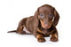 Dachshund on white background Wall Decal