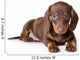 Dachshund on white background Wall Decal