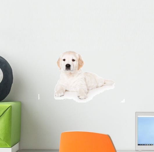 Golden retriever puppy on white background Wall Mural