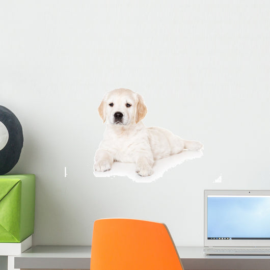 Golden retriever puppy on white background Wall Mural