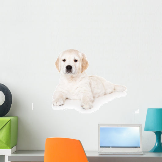 Golden retriever puppy on white background Wall Mural