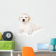 Golden retriever puppy on white background Wall Mural