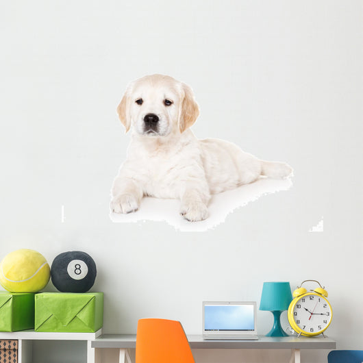 Golden retriever puppy on white background Wall Mural