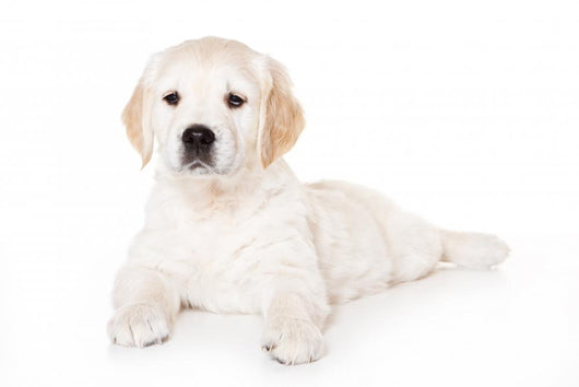 Golden retriever puppy on white background Wall Mural