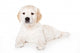 Golden retriever puppy on white background Wall Mural