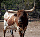Bull With Attitude Wall Mural