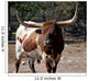 Bull With Attitude Wall Mural