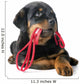 Rottweiler and Leash 