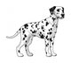 Dalmatian. 