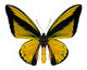 beautiful butterfly isolated on white Wall Decal