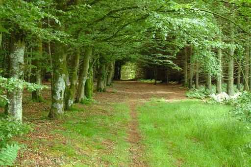 Woodland Walk Wall Decal