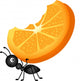 Ant Carrying Orange Slices Wall Decal