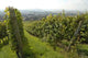 Vignoble Marlenheim En Alsace Wall Decal Design 2