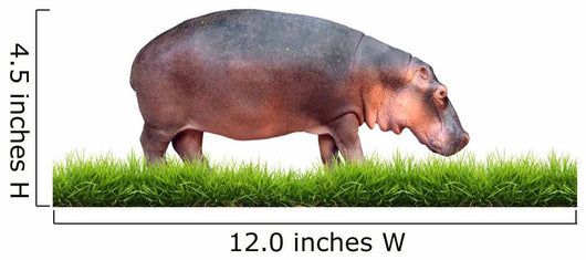 Hippopotamus With Green Grass Isolated 