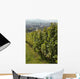 Vignoble Marlenheim En Alsace Wall Decal Design 1