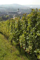 Vignoble Marlenheim En Alsace Wall Decal Design 1