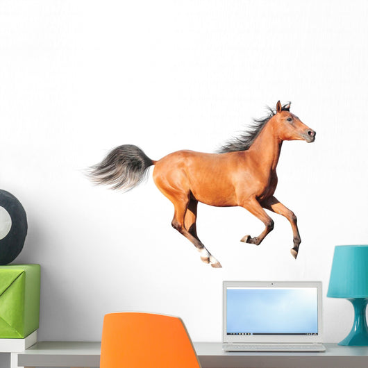 chestnut arab horse isolated on white Wall Decal