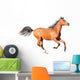 chestnut arab horse isolated on white Wall Decal