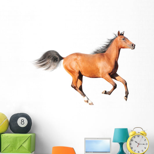 chestnut arab horse isolated on white Wall Decal
