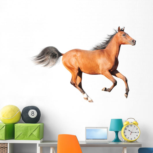 chestnut arab horse isolated on white Wall Decal