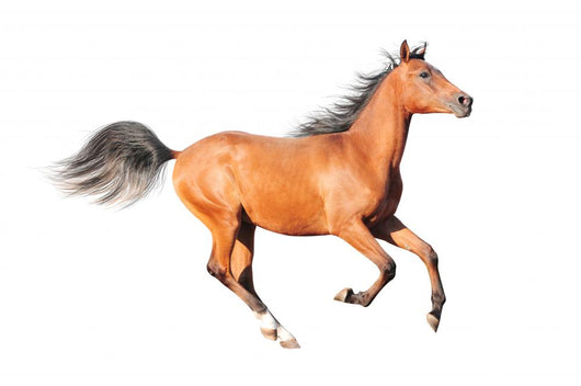 chestnut arab horse isolated on white Wall Decal