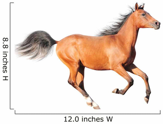 chestnut arab horse isolated on white Wall Decal
