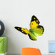 Dark Clouded Yellow (Colias croceus) in flight 